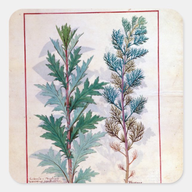 Two varieties of Artemesia Square Sticker (Front)