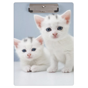 Two very young white kittens stare inquisitively clipboard