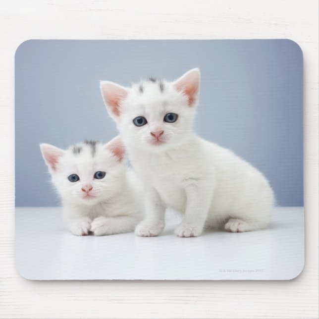 Two very young white kittens stare inquisitively mouse pad (Front)