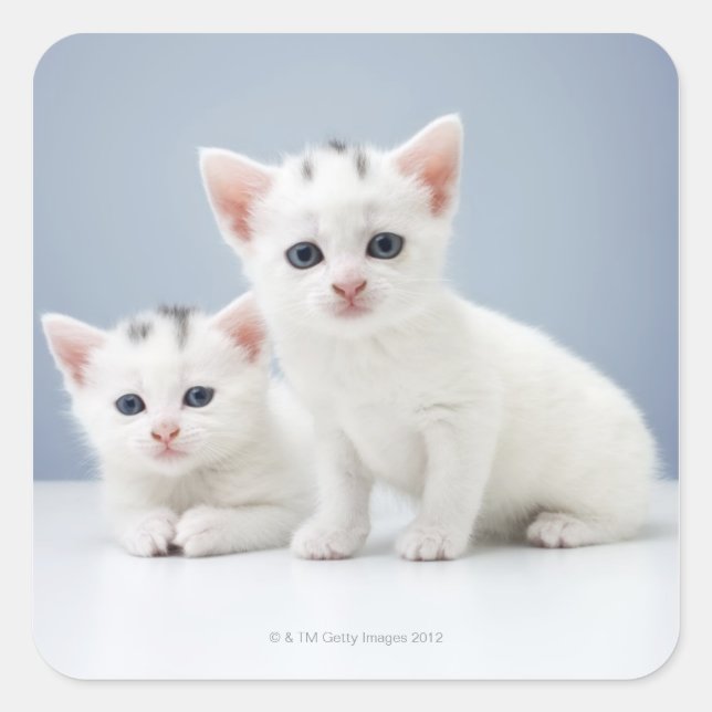 Two very young white kittens stare inquisitively square sticker (Front)