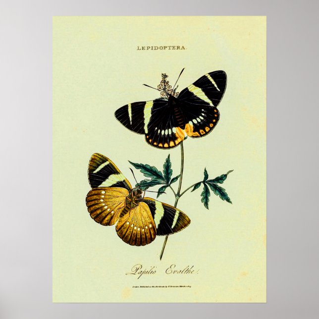  Two Vintage Butterflies  Poster (Front)