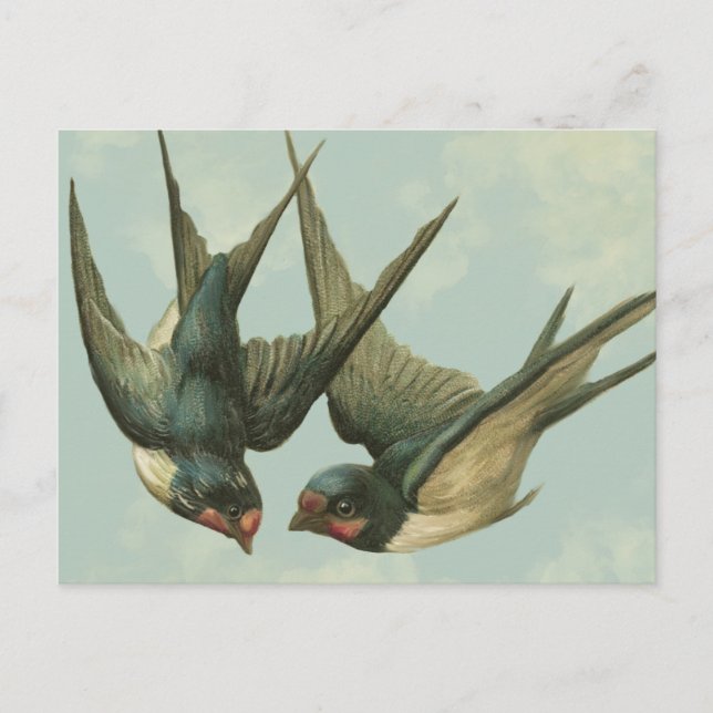 Two Vintage Swallows Postcard (Front)