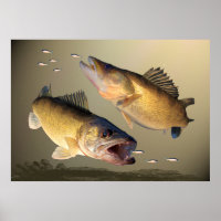 Two Walleye Feeding