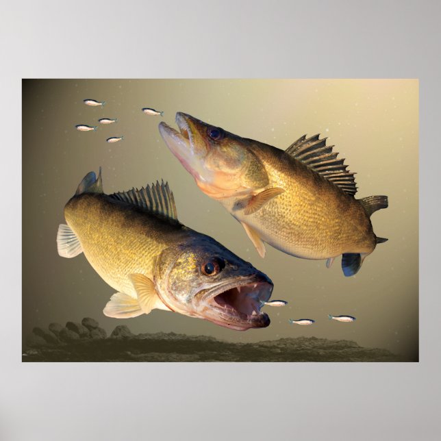 Two Walleye Feeding Poster (Front)
