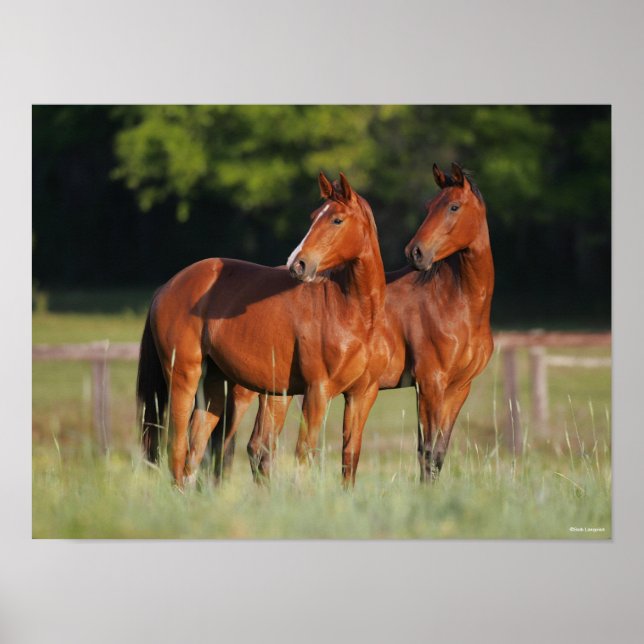 Two Warmblood Horses Standing In Field Poster (Front)