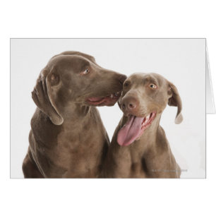 Two Weimaraners
