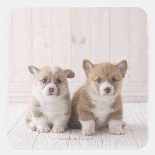 Two Welsh Corgi Sitting Square Sticker