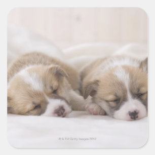 Two Welsh Corgi Sleeping Square Sticker