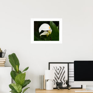Two White Calla Lilies Floral Photographic Poster