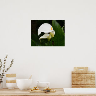 Two White Calla Lilies Floral Photographic Poster