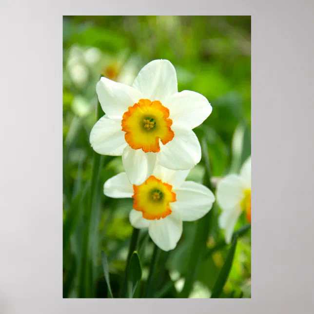 Two white daffodils photo poster | Zazzle