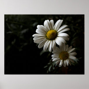 Two White Daisies Poster