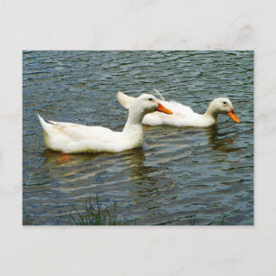Two White Ducks Postcard