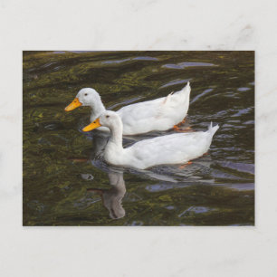 Two White Ducks. Roath Park Lake, Cardiff, Wales P Postcard