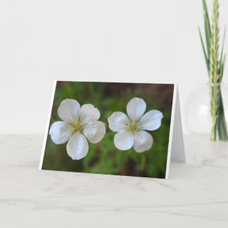 Two White Flowers Greeting Card