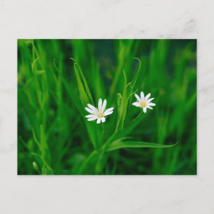two white flowers on a green meadow postcard