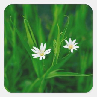 two white flowers on a green meadow square sticker