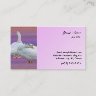 two white geese in colour  background business card
