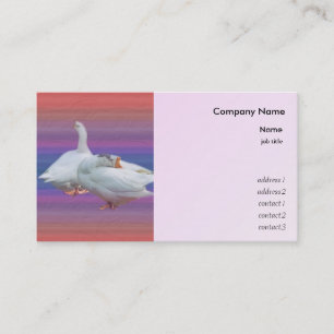two white geese in colour  background business card