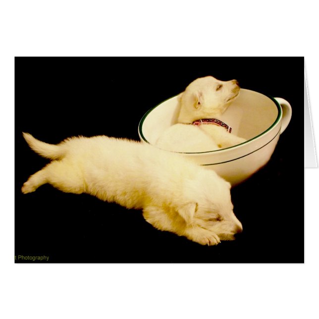 Two White German Shepherd Puppies (Front Horizontal)