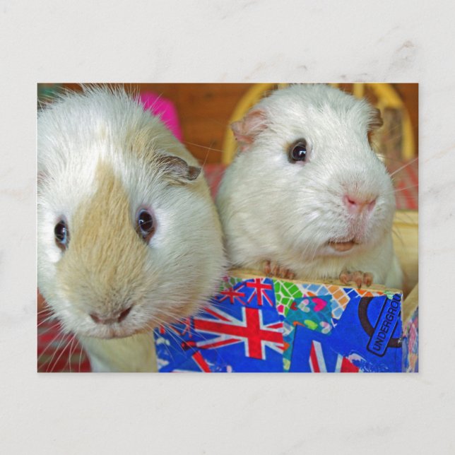 two white guinea pigs postcard (Front)