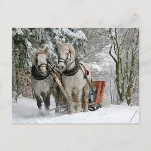 Two White Horses Pulling a Sleigh Through Snow Postcard