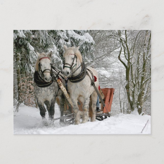 Two White Horses Pulling a Sleigh Through Snow Postcard (Front)