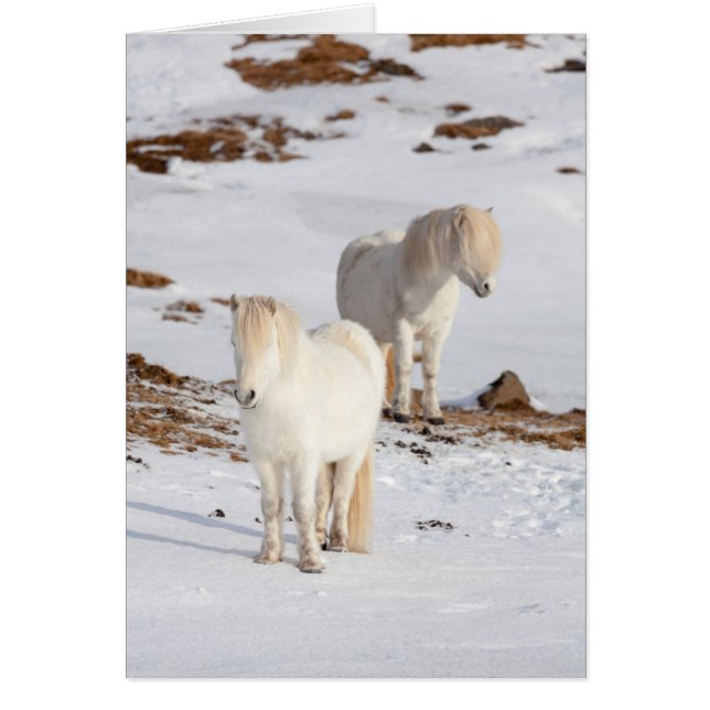 Two White Icelandic Horses (Front)