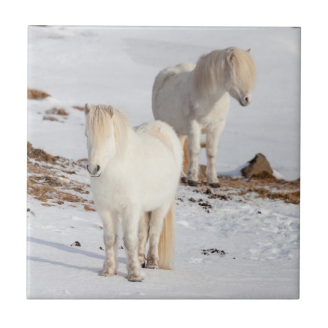 Two White Icelandic Horses Ceramic Tile (Front)