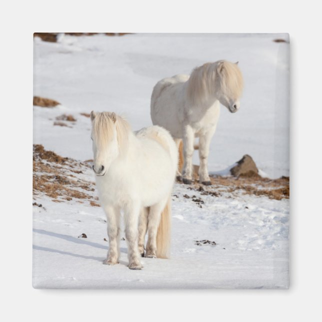 Two White Icelandic Horses Magnet (Front)