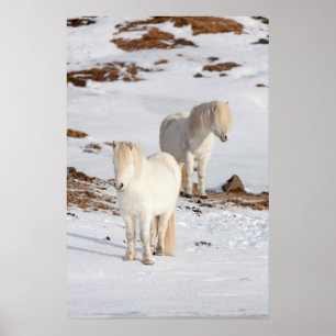 Two White Icelandic Horses Poster