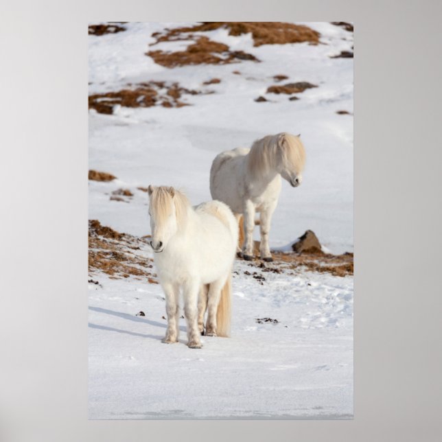 Two White Icelandic Horses Poster (Front)