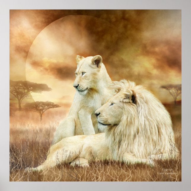 Two White Lions - Together Fine Art Poster/Print Poster (Front)