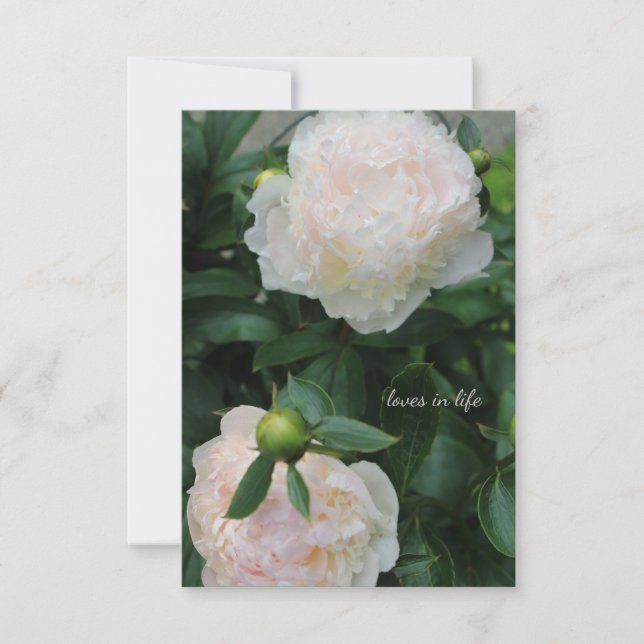 Two White Peonies Card (Front)
