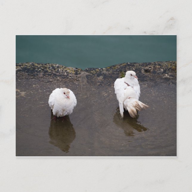 Two White Pigeons in a Puddle Postcard (Front)