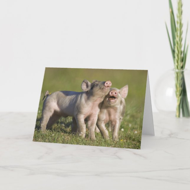 Two White Piglets Playing in Field Card (Front)