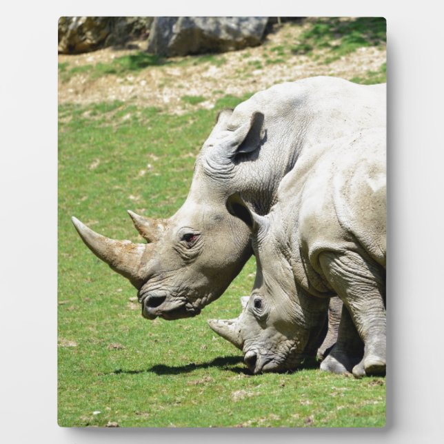 Two white rhinoceros in grass plaque (Front)