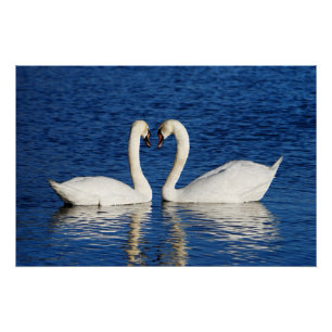 Two White Swans Form Heart Sign