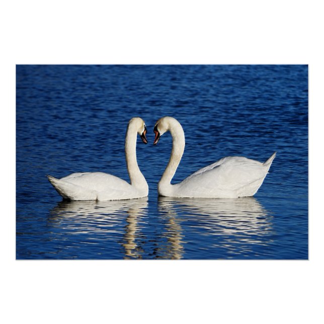 Two White Swans Form Heart Sign (Front)