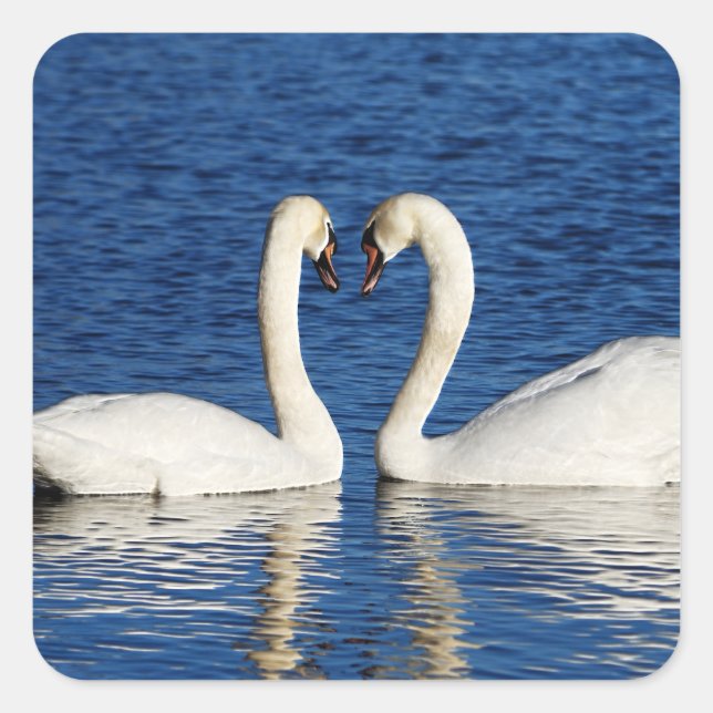 Two White Swans Form Heart Sign Square Sticker (Front)