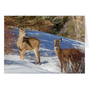 Two White-tailed Deer in Winter