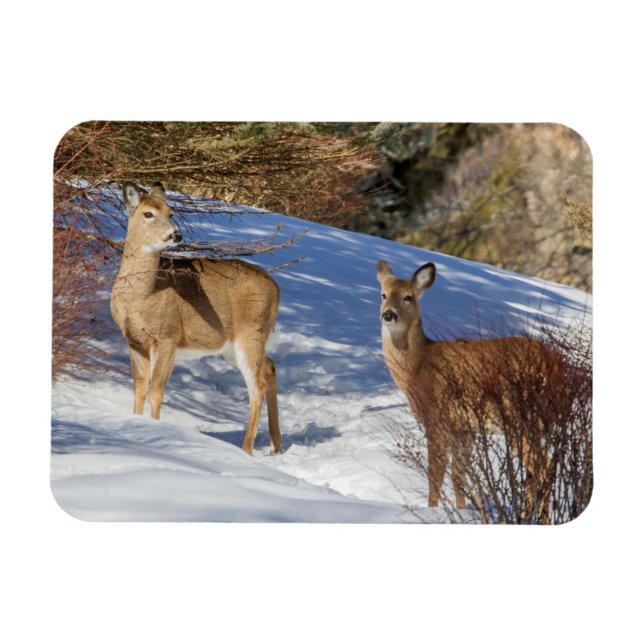 Two White-tailed Deer in Winter Magnet (Horizontal)