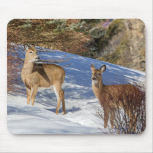 Two White-tailed Deer in Winter Mouse Pad