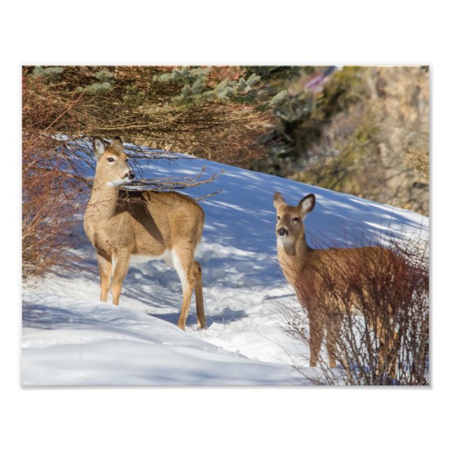 Two White-tailed Deer in Winter Photo Print (Front)