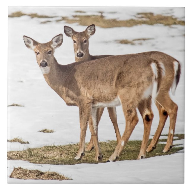 Two White-tailed Deer On Alert Ceramic Tile (Front)