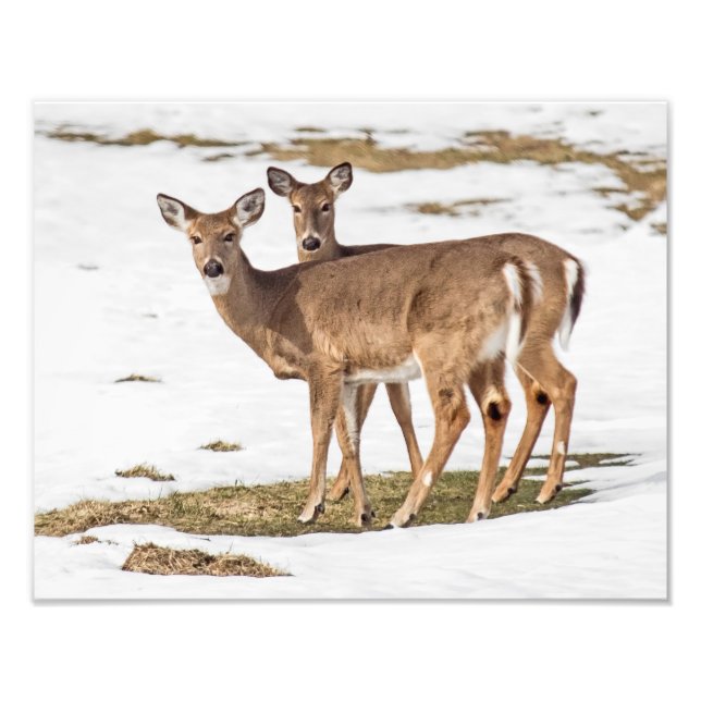 Two White-tailed Deer On Alert Photo Print (Front)