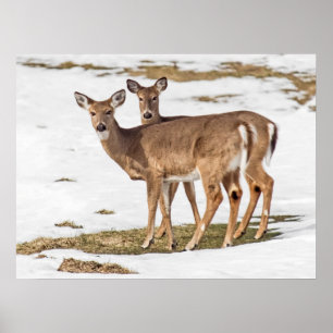 Two White-tailed Deer On Alert Poster