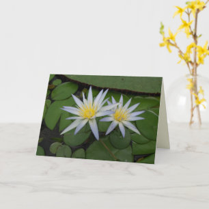 Two White Waterlilies Card