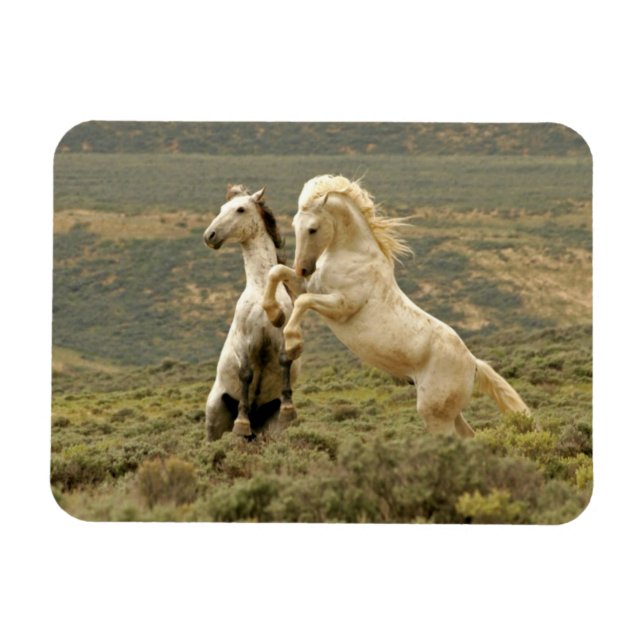 Two Wild Stallions Fight Magnet (Horizontal)