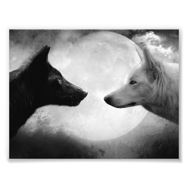 Two wolves facing each other photo print (Front)